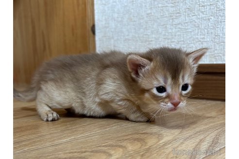 成約済の千葉県のソマリ-112456の4枚目